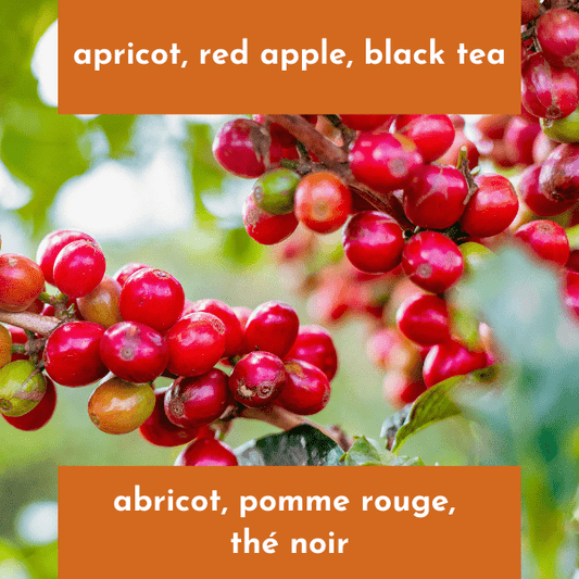 Finca El Alto - Costa Rica - SL28 Miel Blanc