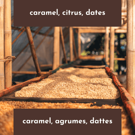 Finca El Alto - Costa Rica - White Honey Caturra-Catuai