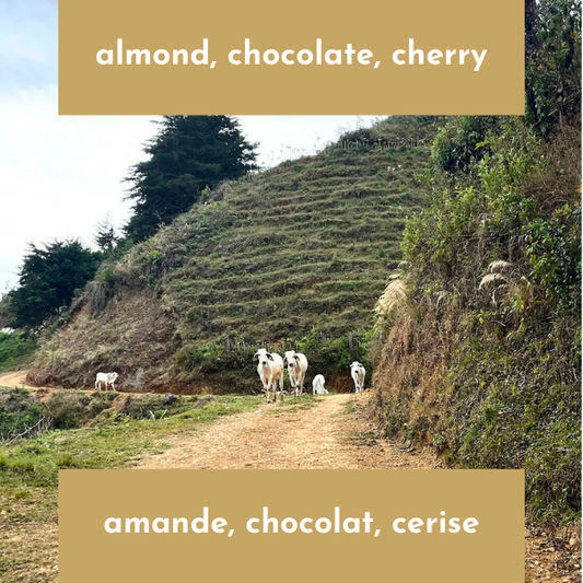 Cerro Verde - Costa Rica - White Honey Caturra