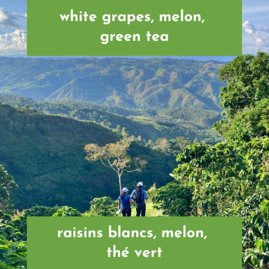 Finca El Carmen - Colombia - Honey Geisha