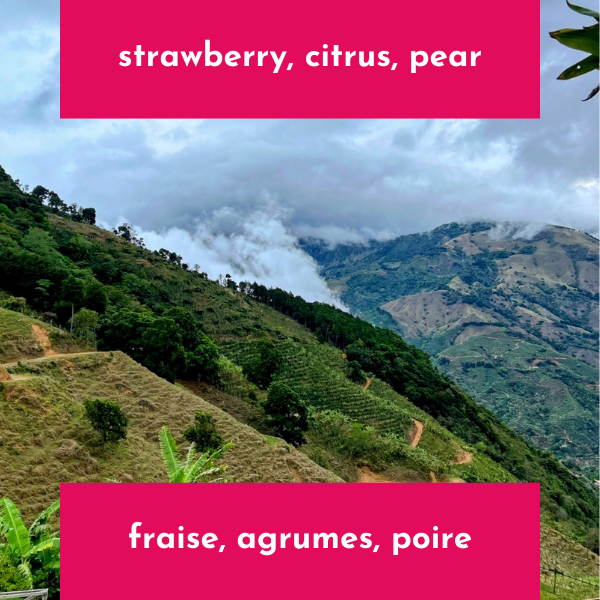 Cerro Verde - Costa Rica - White Honey Typica Mejorado