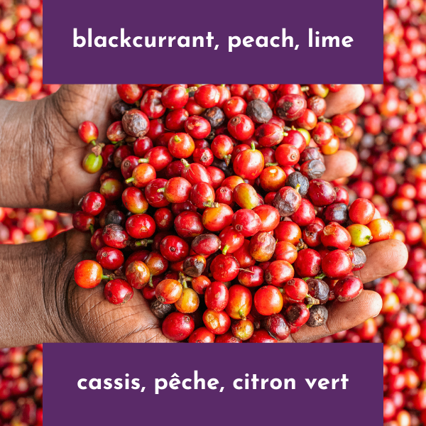 Kianjogu AA - Kenya - Washed SL28, SL34, Batian